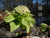 Petasites japonicus 10, Japans hoefblad, Saxifraga-Ed Stikvoort