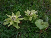 Petasites japonicus 11, Japans hoefblad, Saxifraga-Ed Stikvoort