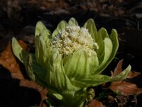 Petasites japonicus 12, Japans hoefblad, Saxifraga-Ed Stikvoort