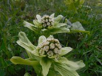 Petasites japonicus 13, Japans hoefblad, Saxifraga-Ed Stikvoort