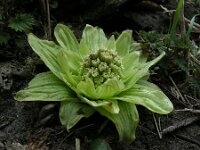 Petasites japonicus 14, Japans hoefblad, Saxifraga-Ed Stikvoort