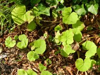 Petasites japonicus 2, Japans hoefblad, Saxifraga-Rutger Barendse