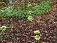 Petasites japonicus 5, Japans hoefblad, Saxifraga-Hans Grotenhuis