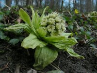Petasites japonicus 6, Japans hoefblad, Saxifraga-Ed Stikvoort