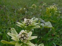 Petasites japonicus 7, Japans hoefblad, Saxifraga-Ed Stikvoort
