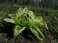 Petasites japonicus 8, Japans hoefblad, Saxifraga-Ed Stikvoort