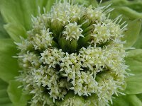 Petasites japonicus 9, Japans hoefblad, Saxifraga-Ed Stikvoort