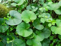 Petasites pyrenaicus 11, Winterheliotroop, Saxifraga-Rutger Barendse
