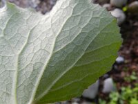 Petasites pyrenaicus 12, Winterheliotroop, Saxifraga-Rutger Barendse