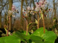 Petasites pyrenaicus 2, Winterheliotroop, Saxifraga-Ed Stikvoort