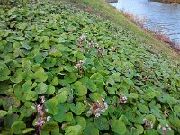 Petasites pyrenaicus 3, Winterheliotroop, Saxifraga-Ed Stikvoort