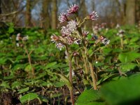 Petasites pyrenaicus 7, Winterheliotroop, Saxifraga-Ed Stikvoort