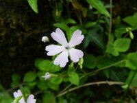 Petrocoptis pyrenaica 3, Saxifraga-Rutger Barendse