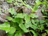 Petrocoptis pyrenaica 4, Saxifraga-Rutger Barendse