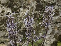 Petromarula pinnata 10, Saxifraga-Willem van Kruijsbergen