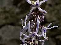 Petromarula pinnata 12, Saxifraga-Jan van der Straaten