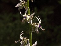 Petromarula pinnata 15, Saxifraga-Jan van der Straaten