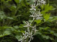 Petromarula pinnata 2, Saxifraga-Willem van Kruijsbergen