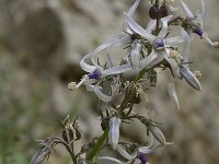 Petromarula pinnata 5, Saxifraga-Willem van Kruijsbergen