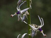 Petromarula pinnata 8, Saxifraga-Willem van Kruijsbergen