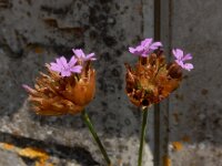 Petrorhaghia nanteuilii 4, Saxifraga-Ed Stikvoort : s9900