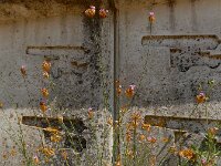 Petrorhaghia nanteuilii 5, Saxifraga-Ed Stikvoort : s9900