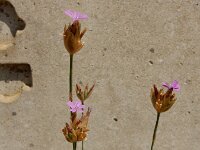 Petrorhaghia nanteuilii 6, Saxifraga-Ed Stikvoort : s9900