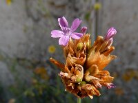 Petrorhaghia nanteuilii 7, Saxifraga-Ed Stikvoort : s9900
