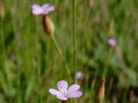 Petrorhagia prolifera 11, Slanke mantelanjer, Saxifraga-Ed Stikvoort