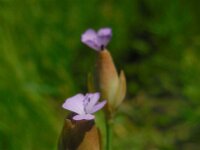 Petrorhagia prolifera 15, Slanke mantelanjer, Saxifraga-Ed Stikvoort