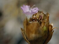 Petrorhagia prolifera 2, Slanke mantelanjer, Saxifraga-Jan van der Straaten