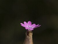 Petrorhagia prolifera 3, Slanke mantelanjer, Saxifraga-Willem van Kruijsbergen