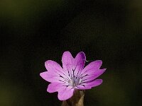 Petrorhagia prolifera 4, Slanke mantelanjer, Saxifraga-Willem van Kruijsbergen