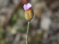 Petrorhagia prolifera 5, Slanke mantelanjer, Saxifraga-Peter Meininger