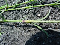 Petrorhagia prolifera 6, Slanke mantelanjer, Saxifraga-Rutger Barendse