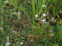 Petrorhagia prolifera 8, Slanke mantelanjer, Saxifraga-Rutger Barendse