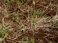 Petrorhagia prolifera 9, Slanke mantelanjer, Saxifraga-Ed Stikvoort