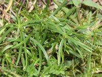 Petrorhagia saxifraga 15, Kleine mantelanjer, Saxifraga-Rutger Barendse