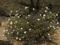 Petrorhagia saxifraga 5, Kleine mantelanjer, Saxifraga-Willem van Kruijsbergen