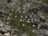 Petrorhagia saxifraga 7, Kleine mantelanjer, Saxifraga-Willem van Kruijsbergen