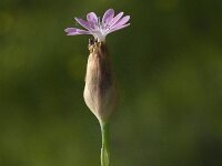 Petrorhagia velutina 2, Saxifraga-Jan van der Straaten