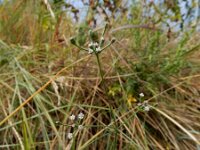 Petroselinum segetum 14, Wilde peterselie, Saxifraga-Ed Stikvoort