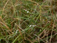 Petroselinum segetum 16, Wilde peterselie, Saxifraga-Ed Stikvoort