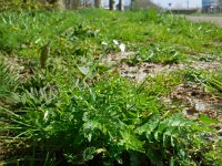 Petroselinum segetum 2, Wilde peterselie, Saxifraga-Ed Stikvoort
