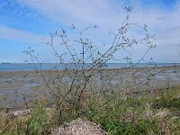 Petroselinum segetum 3, Wilde peterselie, Saxifraga-Ed Stikvoort