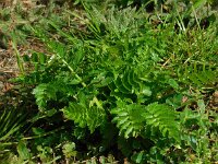 Petroselinum segetum 4, Wilde peterselie, Saxifraga-Ed Stikvoort