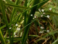 Petroselinum segetum 5, Wilde peterselie, Saxifraga-Ed Stikvoort