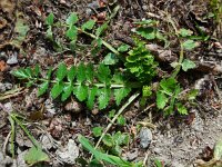Petroselinum segetum 6, Wilde peterselie, Saxifraga-Ed Stikvoort