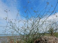 Petroselinum segetum 7, Wilde peterselie, Saxifraga-Ed Stikvoort