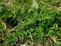 Petroselinum segetum 8, Wilde peterselie, Saxifraga-Ed Stikvoort